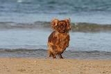 KING CHARLES SPANIEL 084